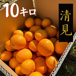 大好評！静岡県浜松産【清見】10キロ  わけあり　みかん　オレンジ　きよみ(フルーツ)