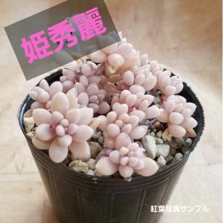 多肉植物【姫秀麗】抜き苗(その他)