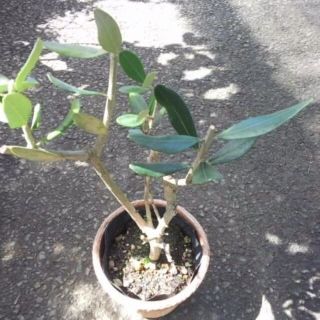 オリーブ　苗　花卉園芸　観葉植物(その他)