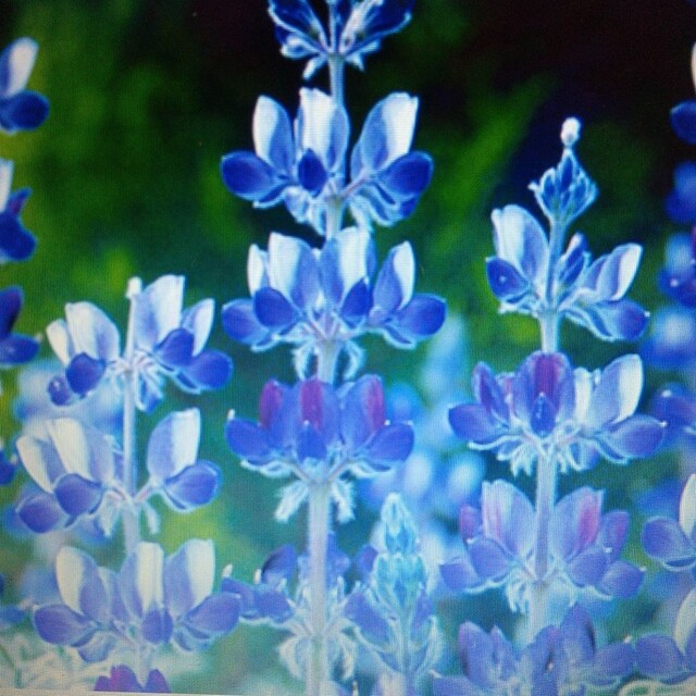 花の種        傘咲きルピナス ハンドメイドのフラワー/ガーデン(プランター)の商品写真