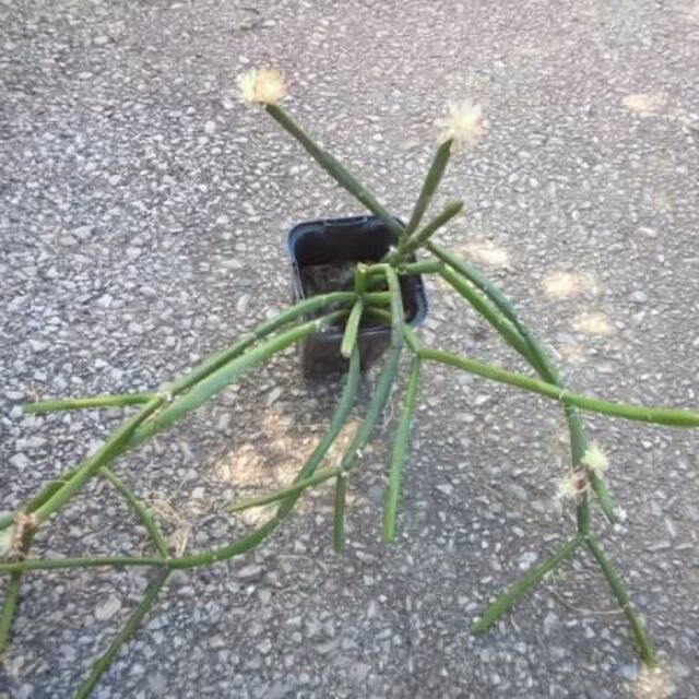 リプサリス　多肉植物　苗　ディシミリス　花卉・園芸　グリーン