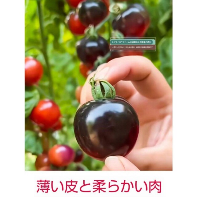トマト　種子　10粒　ブラックパールトマトNo.a20 ハンドメイドのフラワー/ガーデン(その他)の商品写真