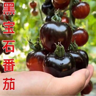 トマト　種子　10粒　ブラックパールトマトNo.a20(その他)