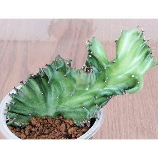 専用出品 : ユーフォルビア ラクティア(その他)