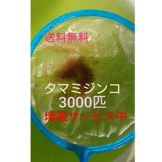 タマミジンコ　約3000匹　グリーンウォーター メダカの餌(アクアリウム)