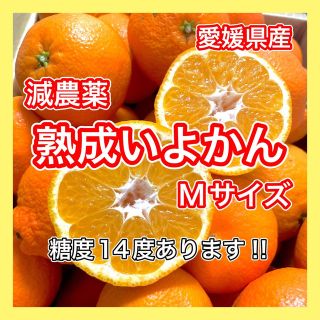 《農家直送》愛媛県産伊予柑 5キロ ① Mサイズ みかん 柑橘 いよかん(フルーツ)