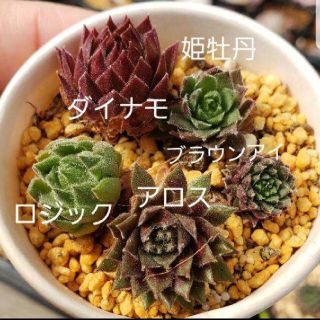 多肉植物 センペルビウム お得セット ダイナモ(その他)