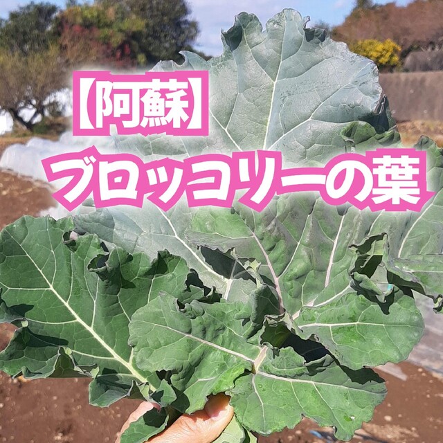 阿蘇】ブロッコリーの葉300g chateauduroi.co