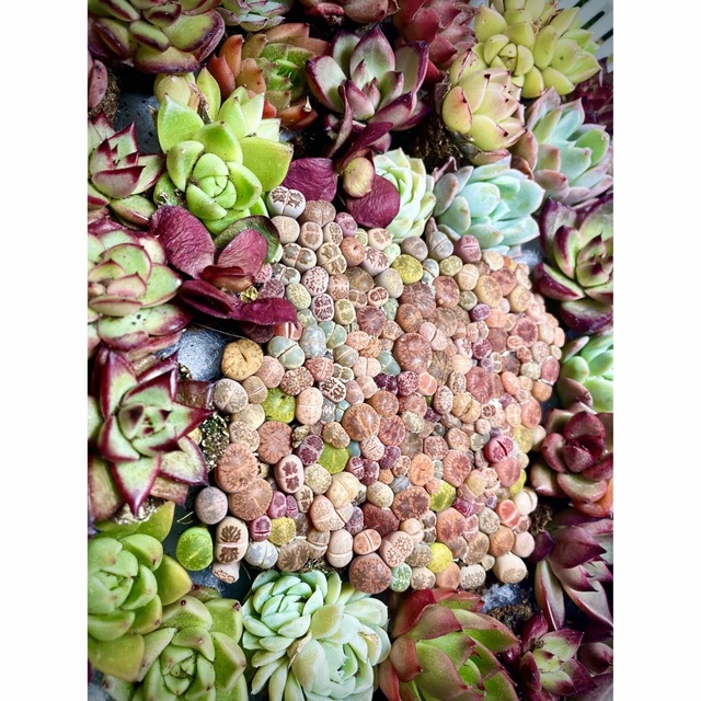 リトープス 色の組み合わせ約230苗 + 多肉植物交配種 30苗2-4cmセット