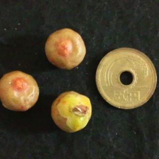 フィカス ハワイ　布哇　種子 10 個　観葉植物　クワ科　イチジク属。(その他)