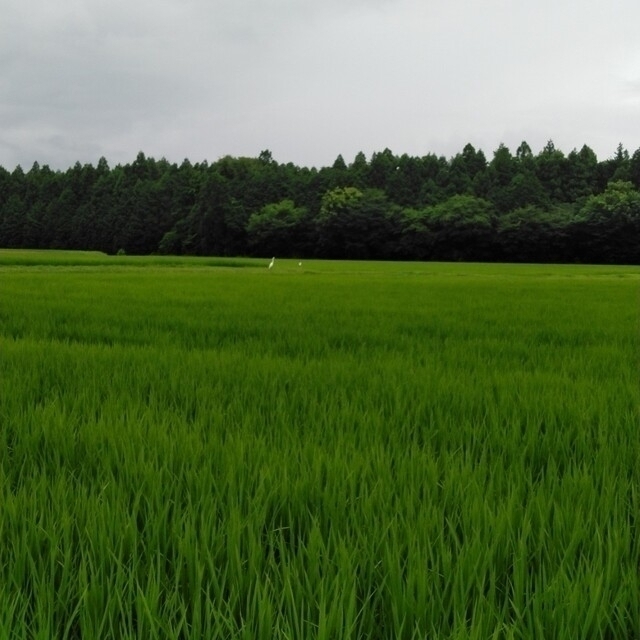栃木県特ミルキークイーン玄米30キロ無農薬にて作り上げたお米になります。 7