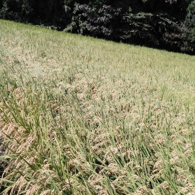 栃木県特ミルキークイーン玄米30キロ無農薬にて作り上げたお米になります。 2