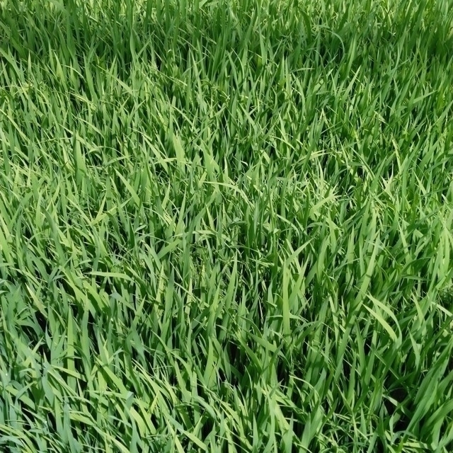 栃木県特ミルキークイーン玄米30キロ無農薬にて作り上げたお米になります。 8