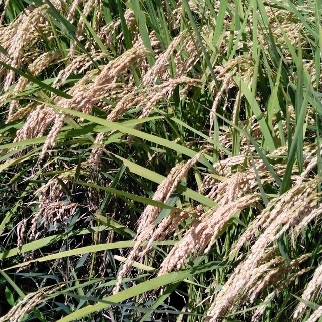 栃木県特ミルキークイーン玄米30キロ無農薬にて作り上げたお米になります。 1