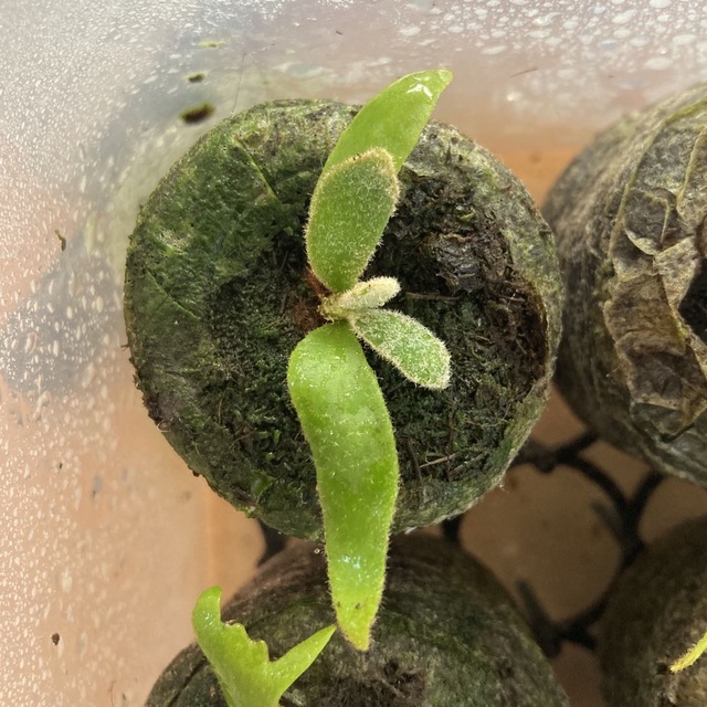 P.Willinckii 'Jade Girl' spore ビカクシダ B 【予約中！】 www.gold ...