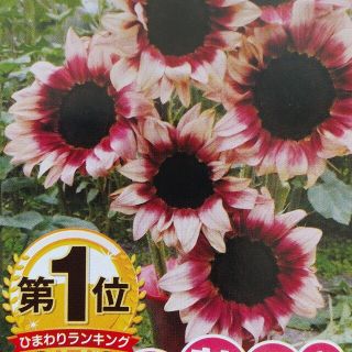 花の種       プロカットプラム(その他)