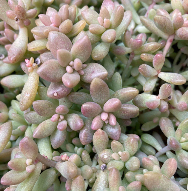 多肉植物✴︎姫秀麗　20〜25カット苗 ハンドメイドのフラワー/ガーデン(プランター)の商品写真