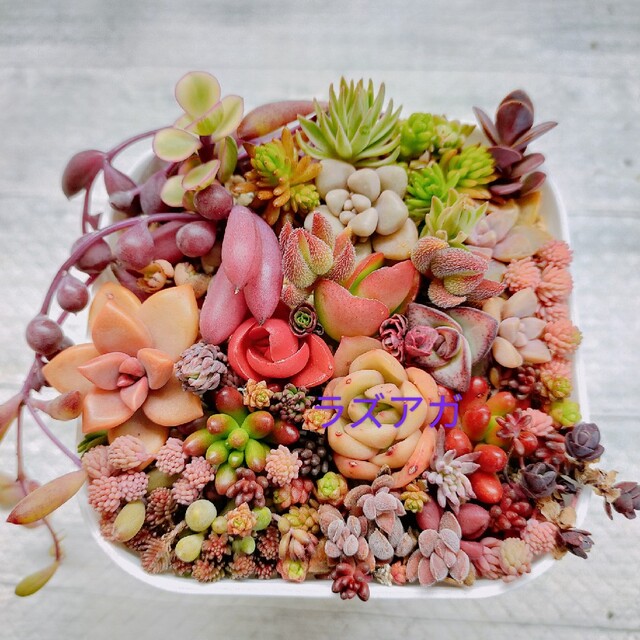 多肉植物　韓国苗ラズアガ　セダム　グラプト　クラッスラ　詰め合わせ ハンドメイドのフラワー/ガーデン(その他)の商品写真