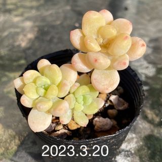 ロッティ　多肉植物　韓国苗　抜き苗(その他)