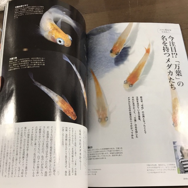 貴重/アクアライフ 雑誌 月刊AQUALIFE 2019年6月 No479 ベタ エンタメ/ホビーの雑誌(趣味/スポーツ)の商品写真