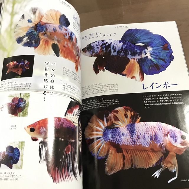 貴重/アクアライフ 雑誌 月刊AQUALIFE 2019年6月 No479 ベタ エンタメ/ホビーの雑誌(趣味/スポーツ)の商品写真