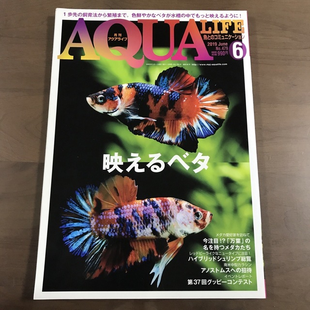 貴重/アクアライフ 雑誌 月刊AQUALIFE 2019年6月 No479 ベタ エンタメ/ホビーの雑誌(趣味/スポーツ)の商品写真