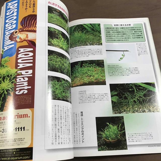 【貴重】アクアライフ 雑誌 月刊AQUALIFE 2000年4月 No249 エンタメ/ホビーの雑誌(趣味/スポーツ)の商品写真