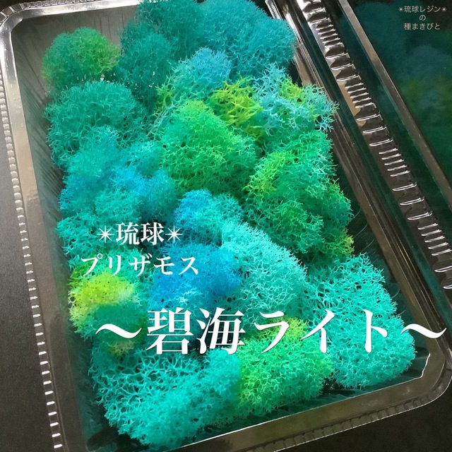 琉球*プリザモス　〜碧海ライト〜　ハーバリウム　フィンランドモス ハンドメイドのフラワー/ガーデン(プリザーブドフラワー)の商品写真