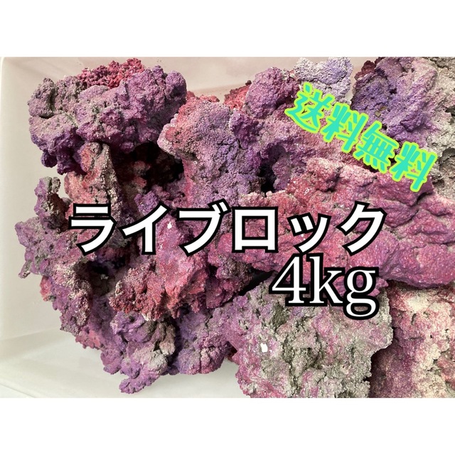 ライブロック 4kg （レイアウト 多孔質 バクテリア 海水魚 サンゴ）