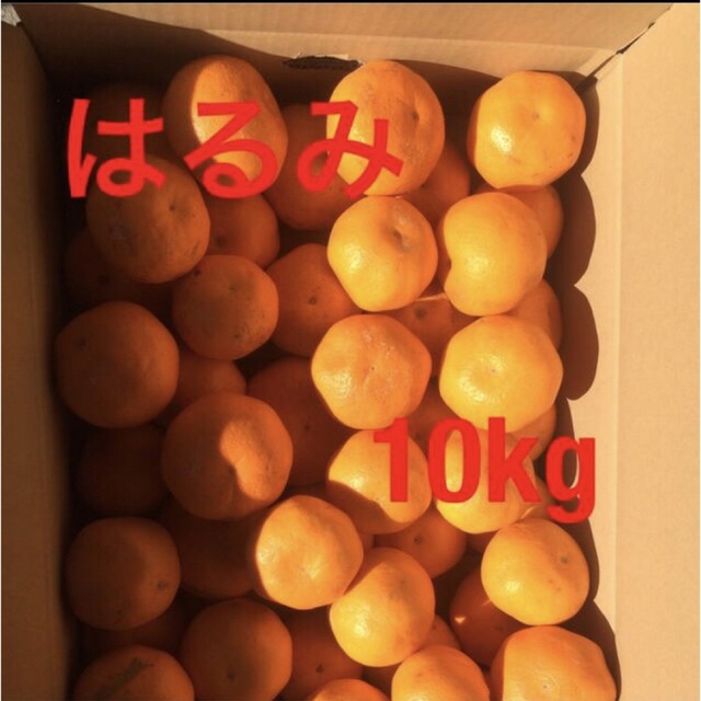 和歌山県産　はるみ(10kg) 食品/飲料/酒の食品(フルーツ)の商品写真