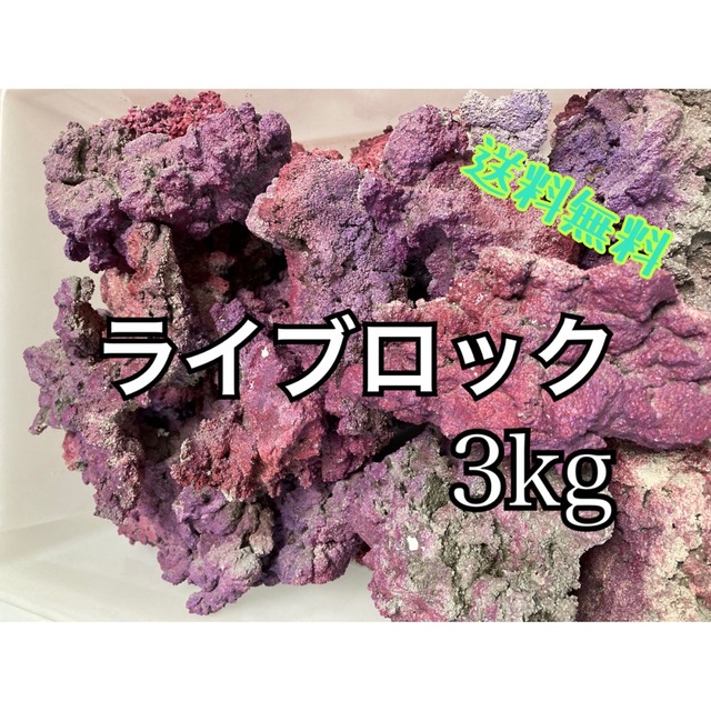 ライブロック 3kg （レイアウト 多孔質 バクテリア 海水魚 サンゴ）