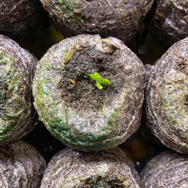 P.Willinckii 'Jade Girl' spore ビカクシダ H インターネット通販