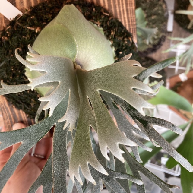 P.Willinckii 'Jade Girl' spore ビカクシダ H インターネット通販