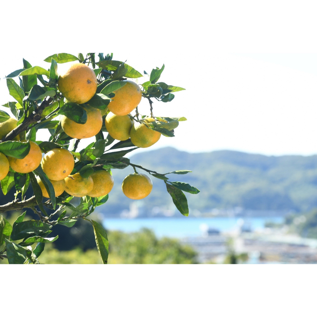 小さめサイズ混合❶　10kg 和歌山県産　蔵出しみかん　訳あり 農家直送   食品/飲料/酒の食品(フルーツ)の商品写真