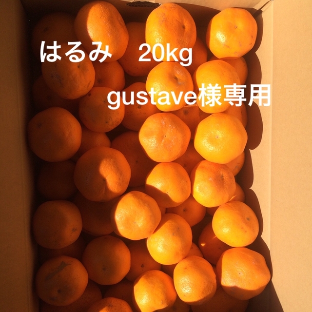 和歌山県産はるみ(20kg) gustave様専用 食品/飲料/酒の食品(フルーツ)の商品写真