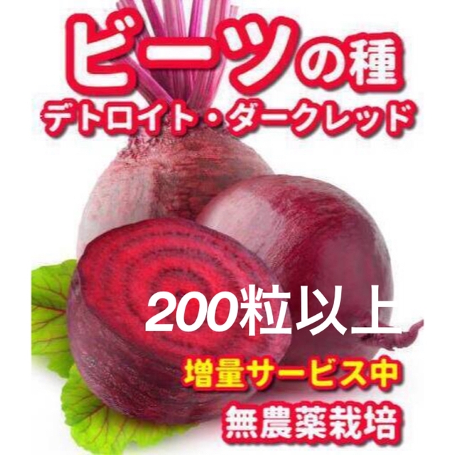 ビーツの種デトロイトダークレッド【200粒以上】★無農薬栽培の種・増量サービス中 食品/飲料/酒の食品(野菜)の商品写真