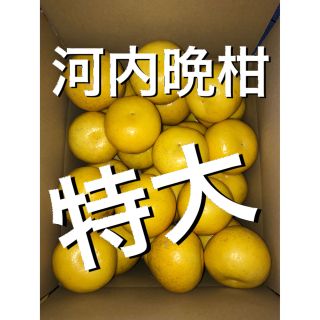 愛媛県産河内晩柑特大10kg(フルーツ)