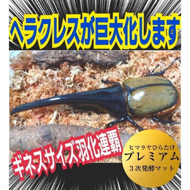 その他極上☆ギネス狙いに！プレミアム3次発酵カブトムシマット【8袋】特殊アミノ酸強化！