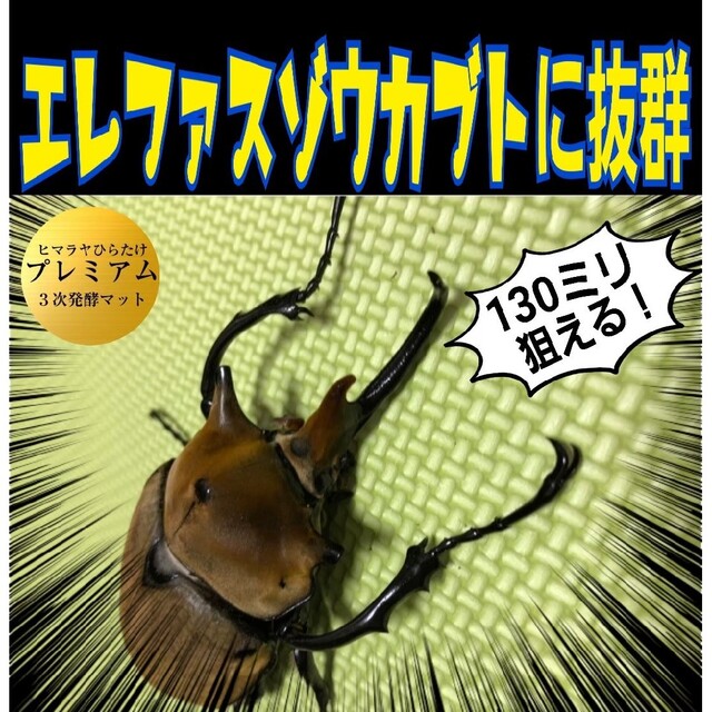 極上☆ギネス狙いに！プレミアム3次発酵カブトムシマット【4袋】特殊