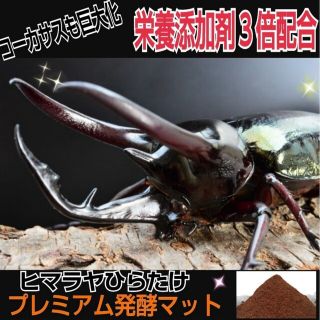 極上ギネス狙いに！プレミアム3次発酵カブトムシマット4袋特殊