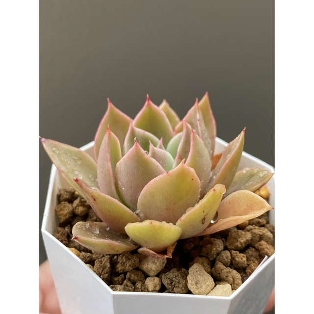 原種エボニー×シャビアナ 多肉植物 抜き苗 kresnainvestments.com