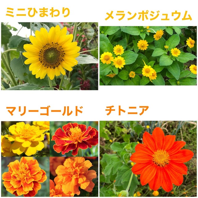 夏に咲く春蒔きの花の種 8種類 ちょっとずつ ハンドメイドのフラワー/ガーデン(その他)の商品写真