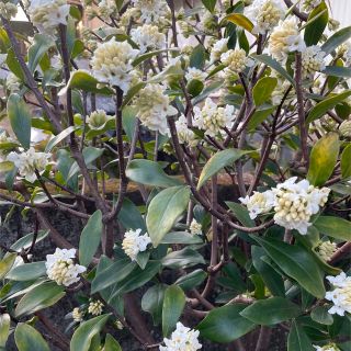 沈丁花 挿し木用2本 白➕ 保険分(その他)