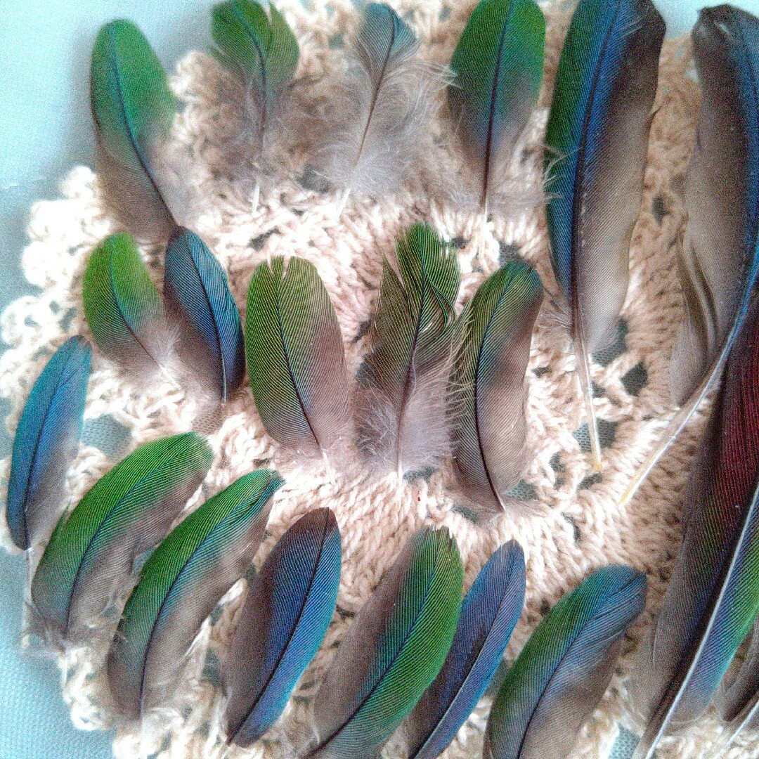 アオシンジュウロコインコの羽根20本セット☆ブルーグリーン ハンドメイドの素材/材料(各種パーツ)の商品写真