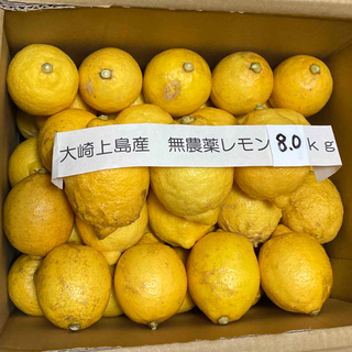 広島県大崎上島産無農薬レモン　8.0kg 購入申請あり　わかちゃんさん優先(フルーツ)