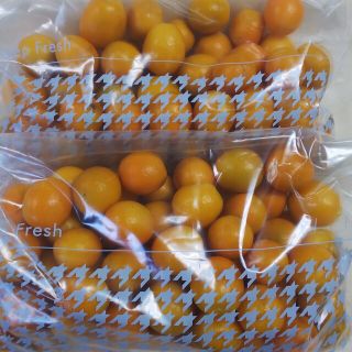 あま～い金柑きんかん500g×2袋無農薬です(フルーツ)
