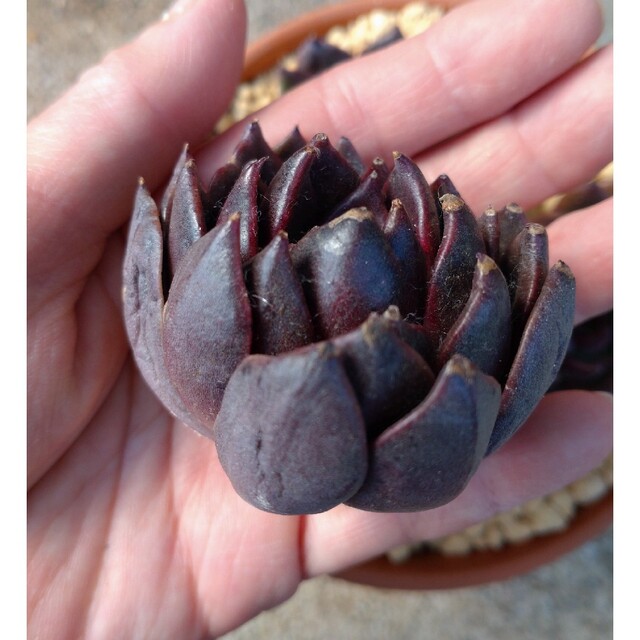 エケベリア　ブラックローズ　大き目　韓国苗　多肉植物 ハンドメイドのフラワー/ガーデン(その他)の商品写真