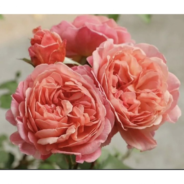 和薔薇 KK切花品種 薔薇苗 薔薇 挿木苗 バラ バラ苗の通販 by 和薔薇 KK切花品種 薔薇苗 薔薇 挿木苗 バラ バラ苗の通販 by