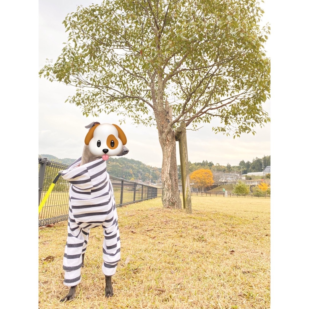 ボーダーロンパース 犬服 イタグレ S / M / L  ハンドメイドのペット(ペット服/アクセサリー)の商品写真