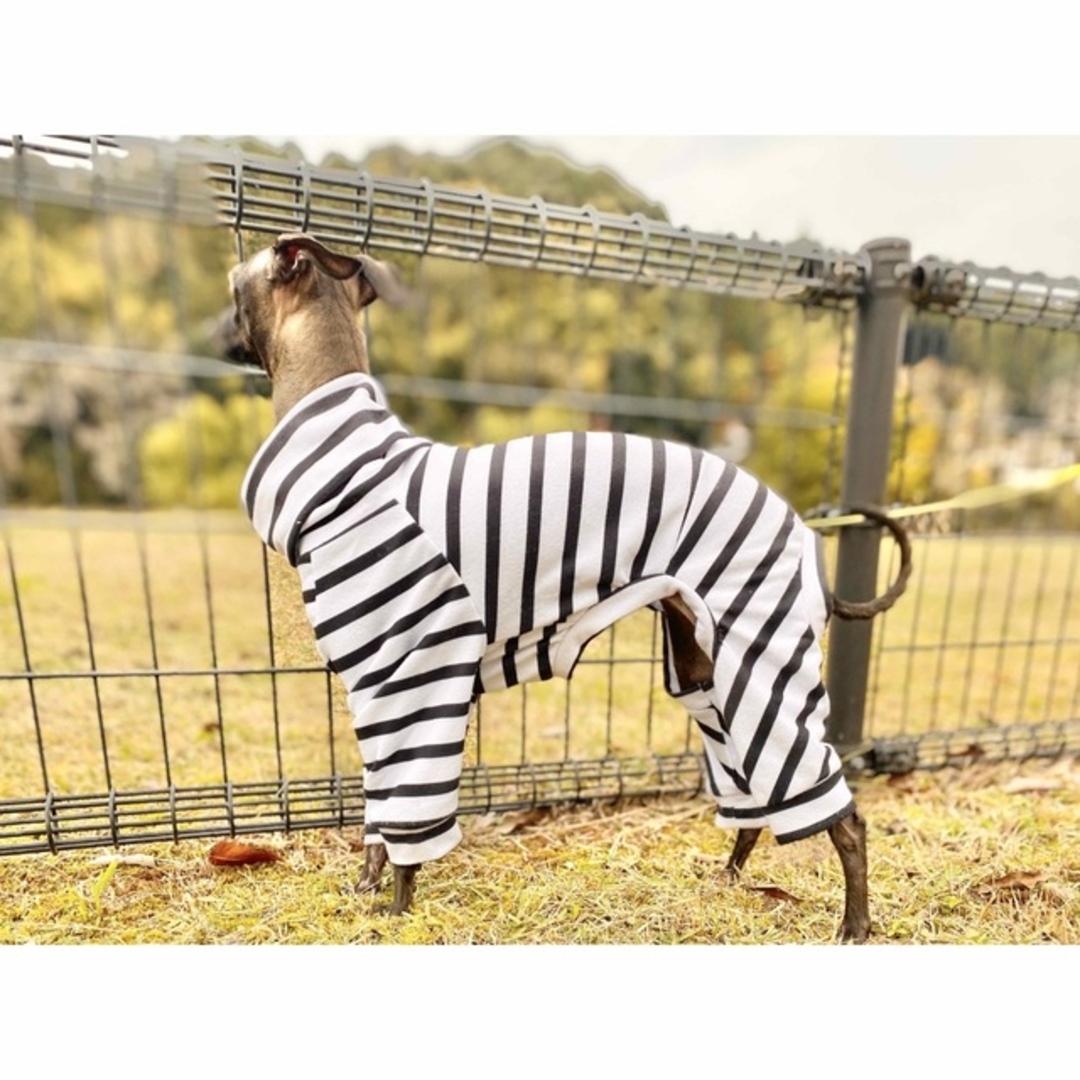 ボーダーロンパース 犬服 イタグレ S / M / L  ハンドメイドのペット(ペット服/アクセサリー)の商品写真